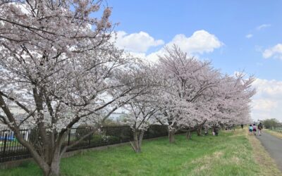 先週満開の桜の花🌸段々葉桜になりつつありますね🍃